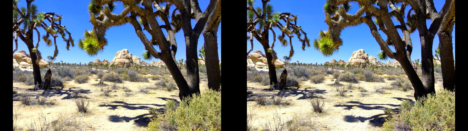 Joshua Tree Park